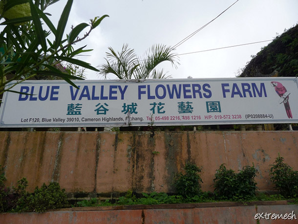 Blue Valley Flowers Cameron Highlands